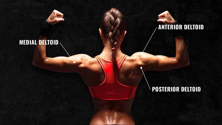 A photo of a person's back showing the anatomy of the shoulders with labels.