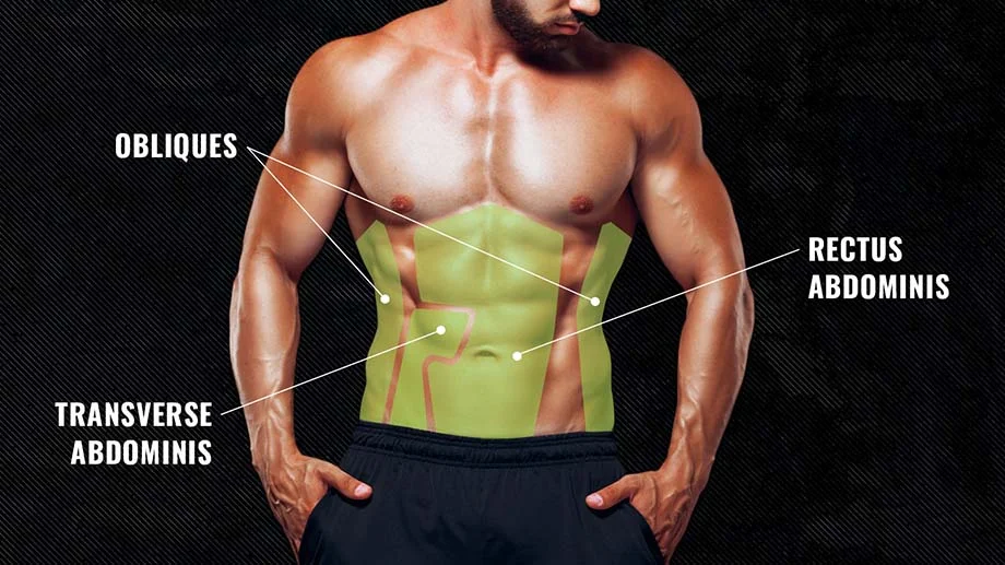 Abdominal muscle anatomy diagram