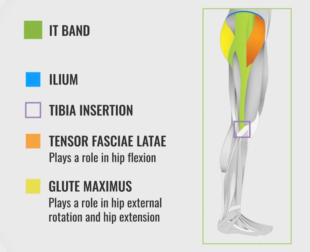 IT Band Anatomy and Function