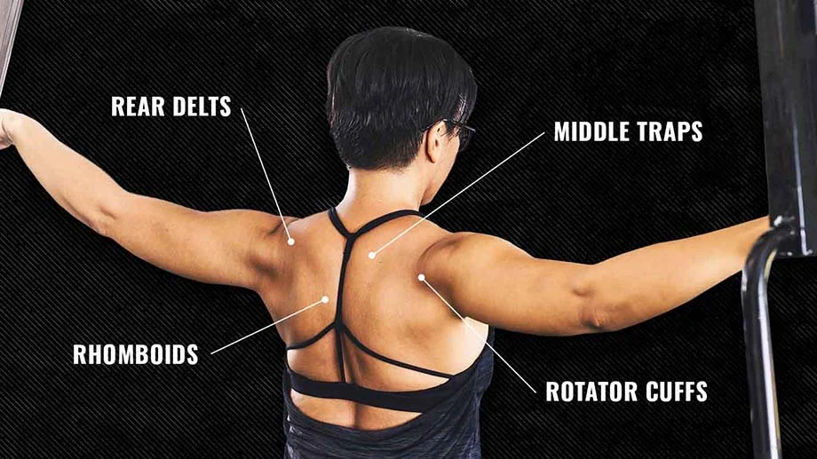 The anatomy of the back muscles worked by the reverse flye exercise.