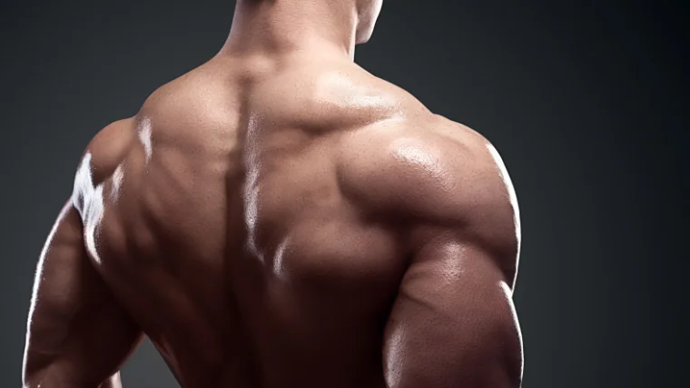 upper back and rear deltoid musculature
