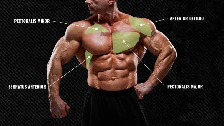 Anatomy of the chest muscles: pectoralis minor, anterior deltoid, serratus anterior, and pectoralis major.
