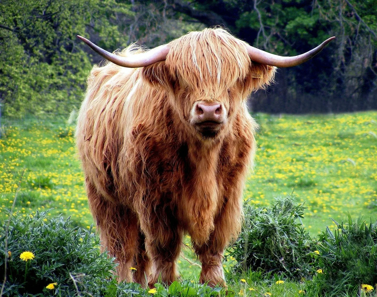 cow 431729_1280