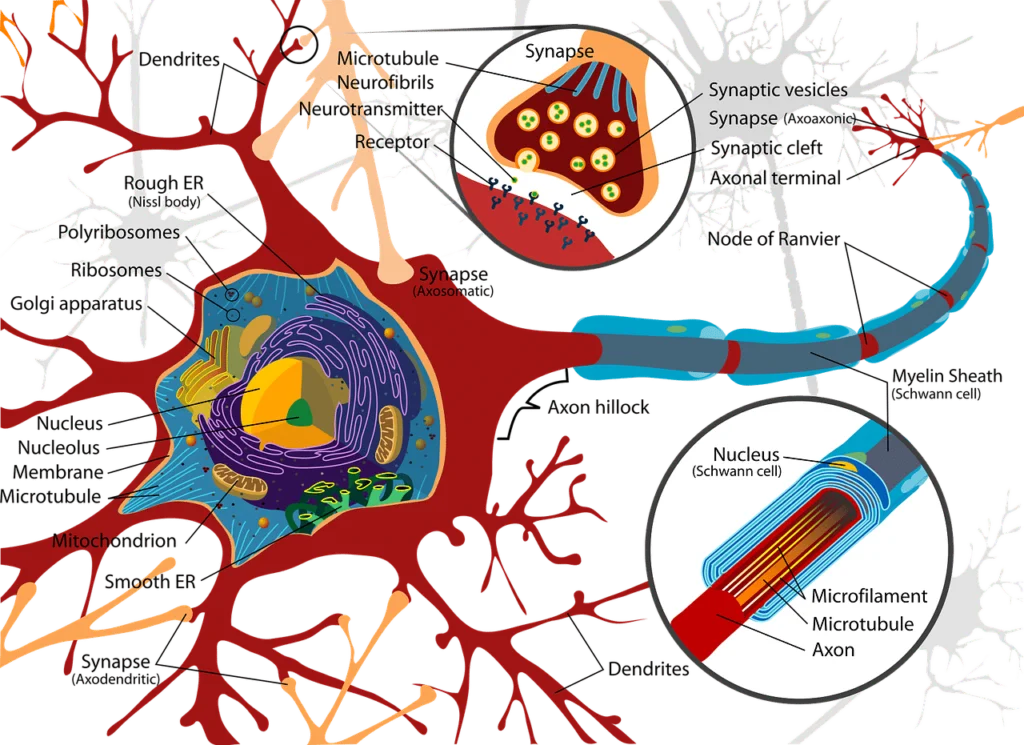 Nervous System 