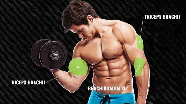 The anatomy of the arms with labels.