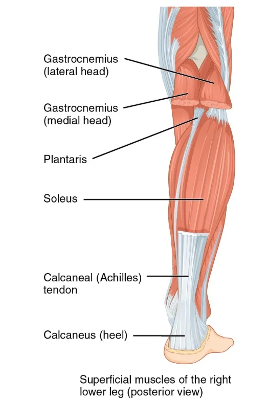calf anatomy