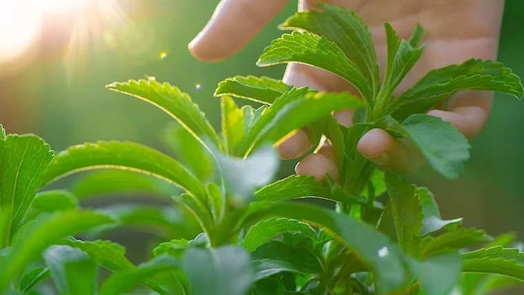 Stevia
