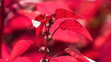 red spinach