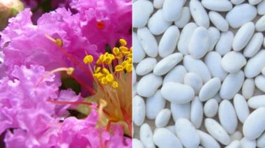 natural fat burners