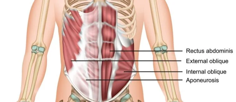 Abdominal Anatomy 1