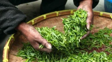 tea leaves