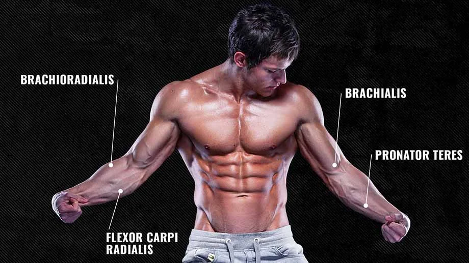 The anatomy of the forearms clockwise from left to right: brachioradialis, brachialis, pronator teres, and flexor carpi radialis.