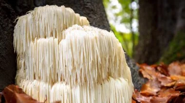 lions mane