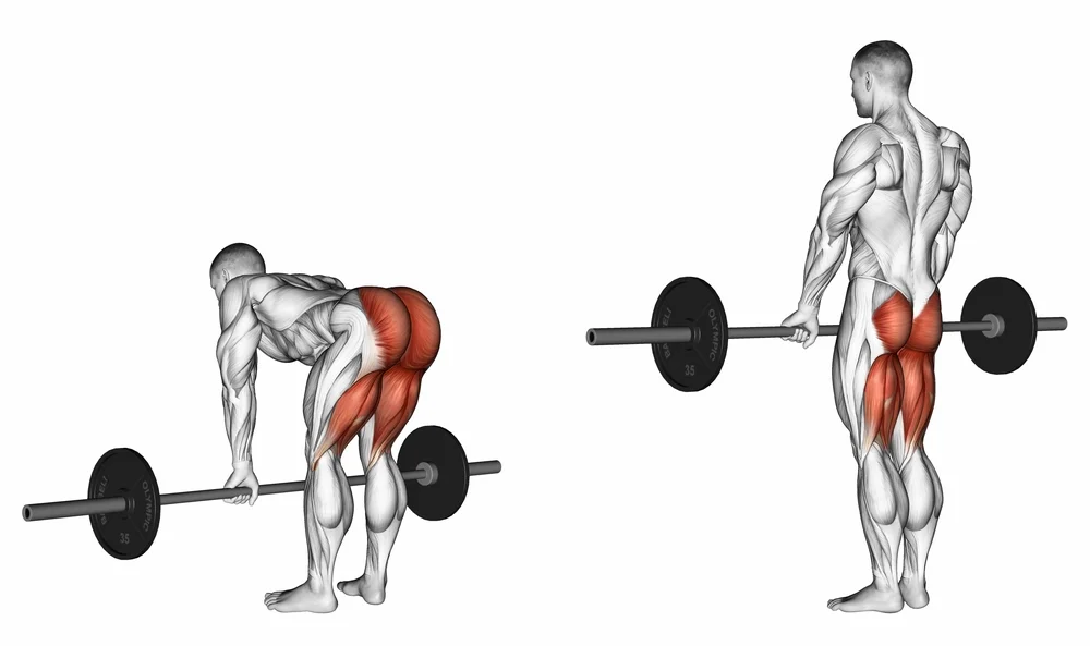 Deadlift Muscles Worked