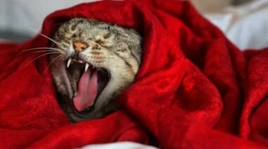 kitten yawn