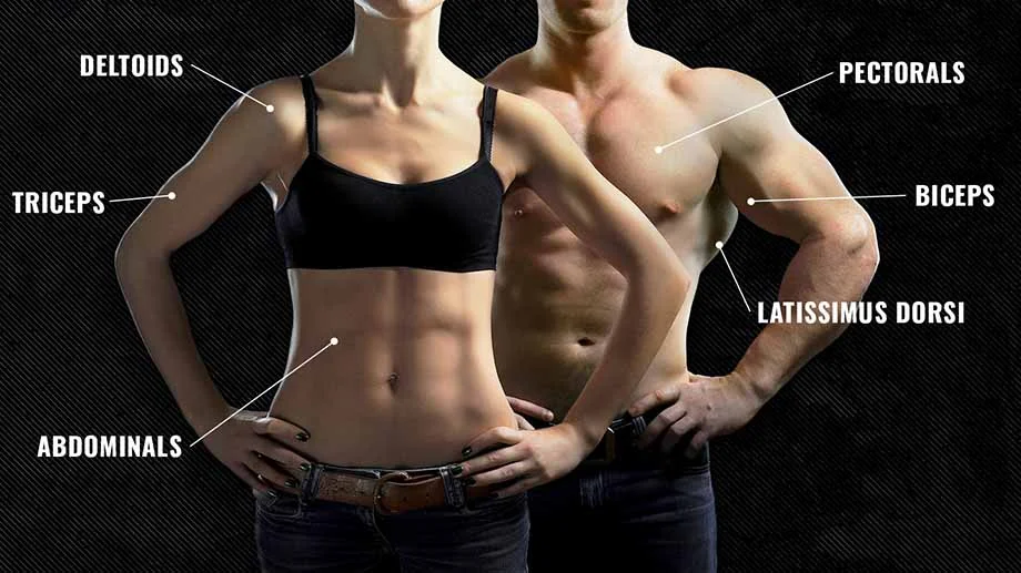 A photo of the anatomy of the upper body, labeled with the muscles worked during upper-body exercises.