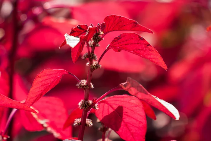 red spinach