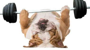 Bulldog Grip