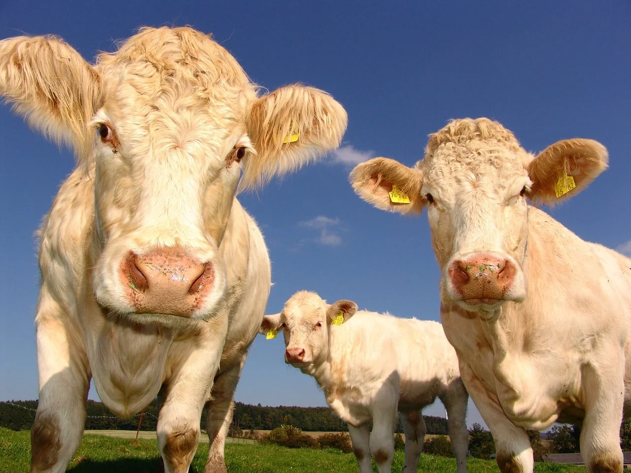 cows 1029077_1280