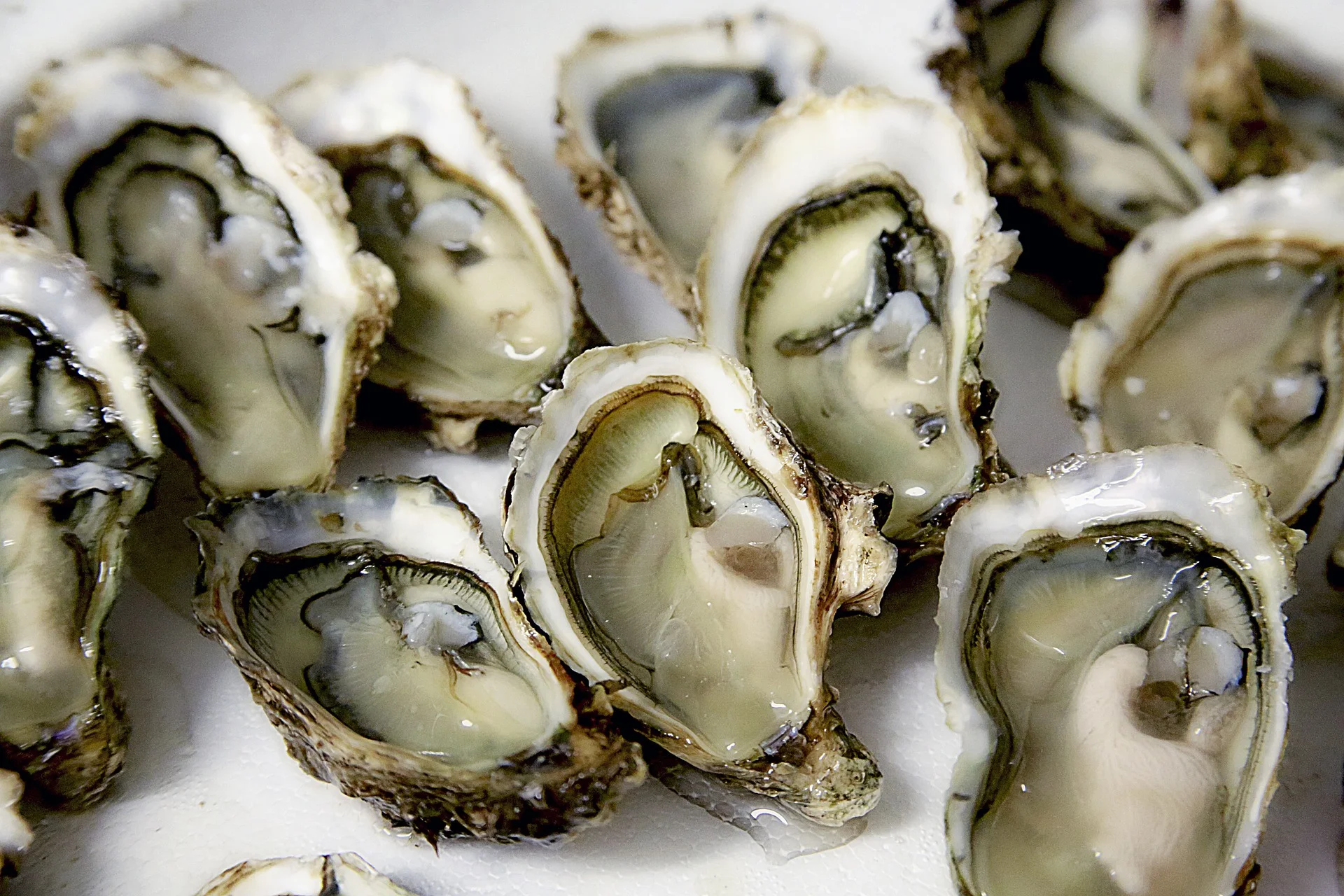 oyster 1522835_1920