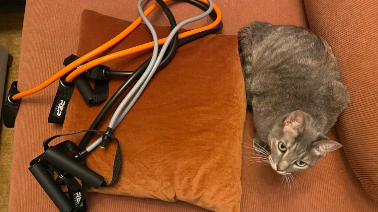 REP Fitness Tube Resistance Bands are shown on an orange couch next to a kitty cat.